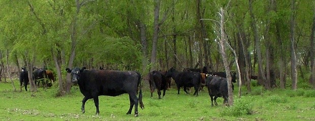 Alertan por nuevas crecientes que afectarán a la producción