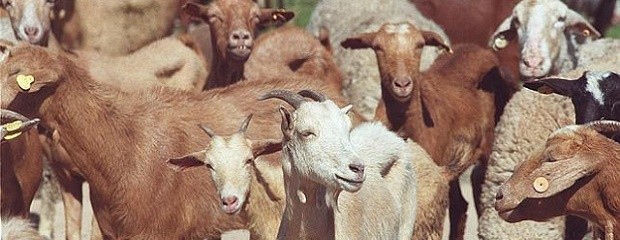 Aprueban  Plan Nacional de Control de Brucelosis Caprina