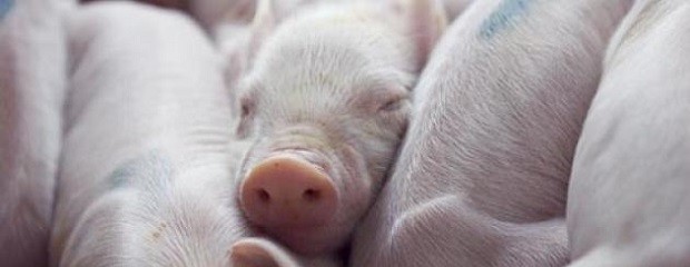 El INTA busca la formalización de porcicultores familiares  