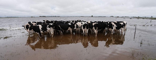 Diputados reclaman declarar la emergencia para la lecheria