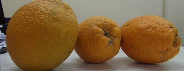 Cosecharon super naranjas que pesan más de un kilo