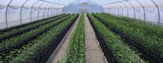 Plantas cítricas se deben producir bajo cubierta