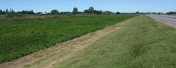 Tratarán proyecto que modifica la siembra en banquinas