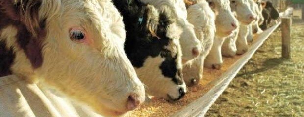 Feedlots, camino a la mejor oferta de hacienda desde 2011