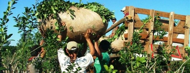 La cosecha de yerba se desplomó y especulan subas de precios