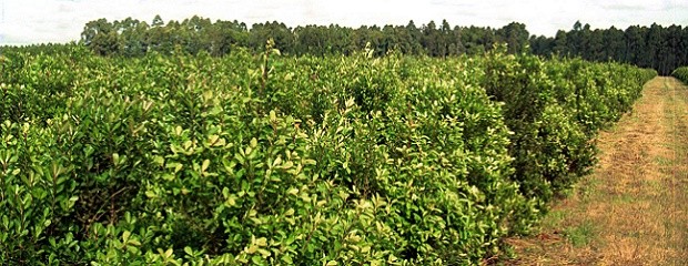 Se podrá cosechar yerba en septiembre