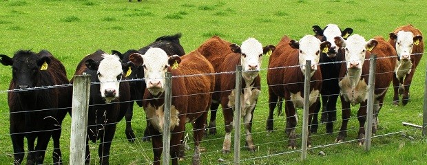 El poder de compra de cría bovina es cada vez menor 