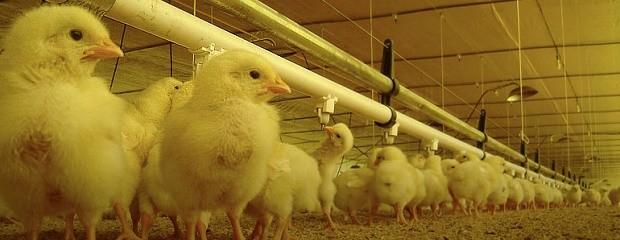 Entre Ríos reclamará a Nación la situación de la avicultura