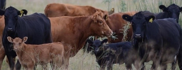 Colombia ya registra cuatro focos de fiebre aftosa