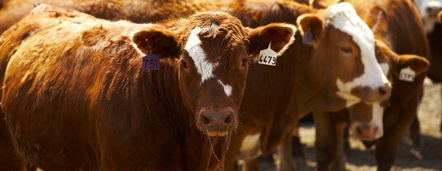 Cuota UE 481, verifican el engorde a corral de bovinos 