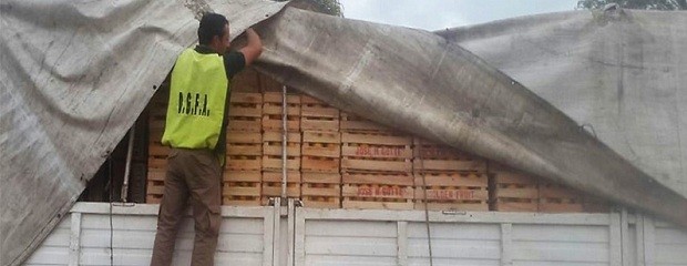 Realizaron un operativo de control de citrus en el Túnel