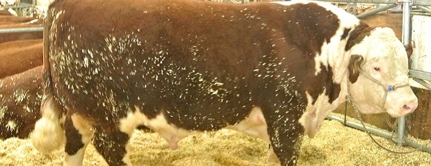 Garrapata bovina: Situación 