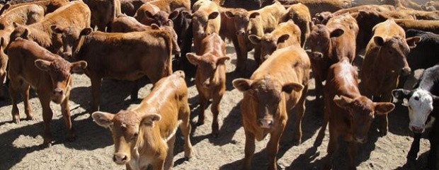 Feedlots, la ocupación  registró valores similares al 2011