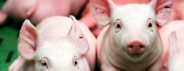 La genética ha avanzado mucho en la producción de cerdo