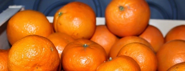 HLB, decomisan cítricos provenientes de Corrientes 