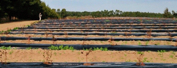 Granizo afectó parte de producción de arándanos de Concordia