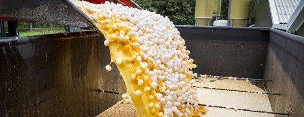 Ya son 18 países afectados por contaminación de huevos