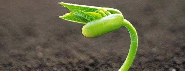 Introducirán sobre Agroecología y Producción Orgánica