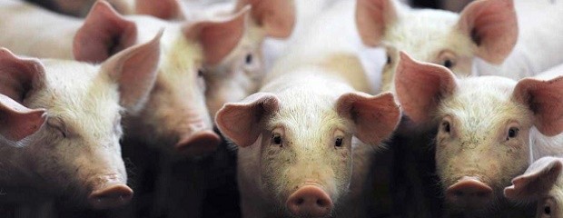 Estados Unidos volverá a exportar carne a la Argentina