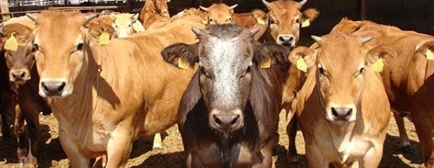 Comenzarán a operar contratos a futuro de carne