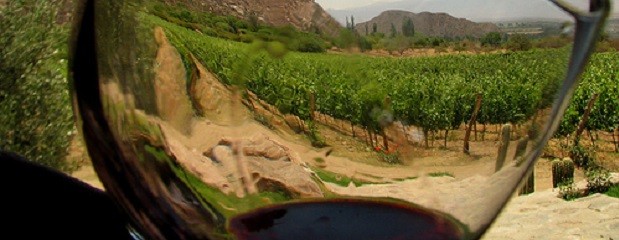 Vinos orgánicos, una producción que crece