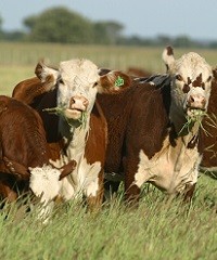 Ganadería de isla: unirse para asegurar la alimentación 