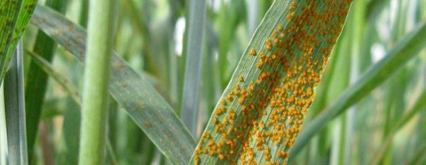 Alerta sanitaria: Detectan roya en trigo entrerriano