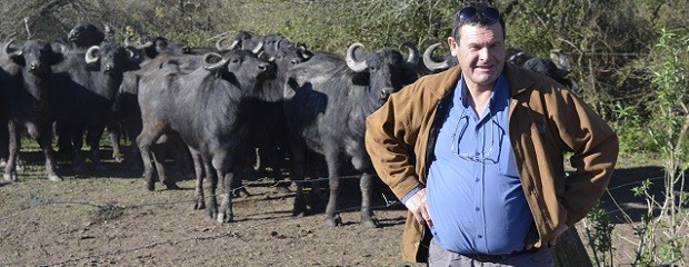La cría de búfalos se consolida en Entre Ríos