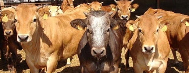 La faena bovina creció un 8,6% desde enero a julio 