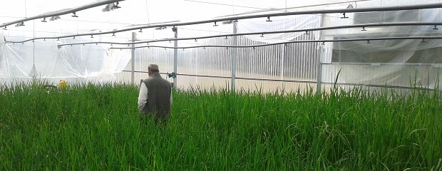Dos nuevas variedades de arroz de pura calidad y alto rinde