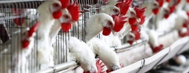 El Usda prevé un crecimiento de 1% en la producción avícola 