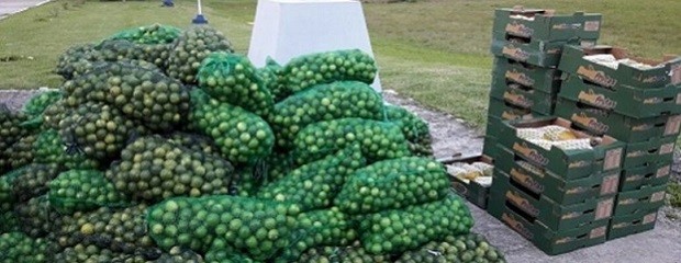 Decomisan más de 3 toneladas de frutas cítricas y tropicales