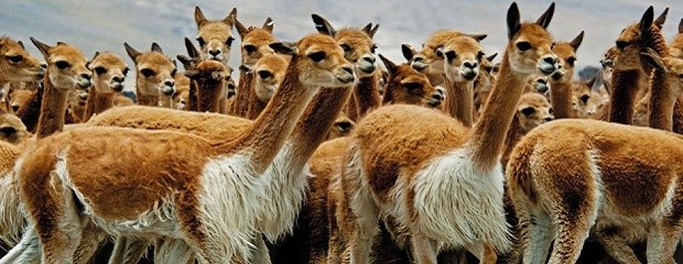 Comunidades originarias producen la lana más cara del mundo