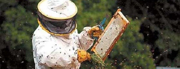Producción de miel orgánica