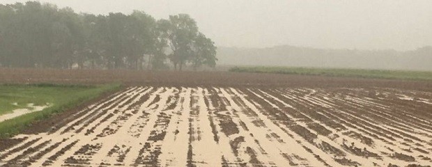 Un 45% del trigo se encuentra afectado luego de las lluvias