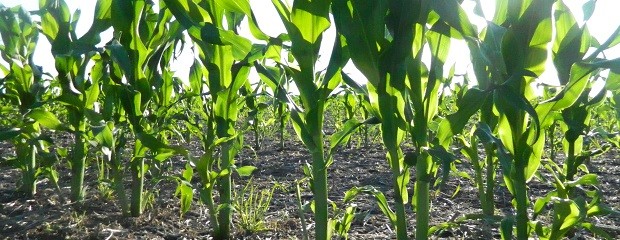 Maíz: El productor necesita obtener 5.500 kg/ha