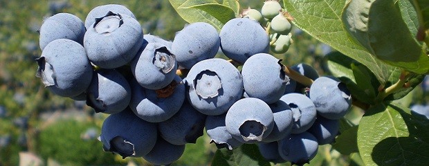 El granizo afectó el 6% de la producción de arándanos 