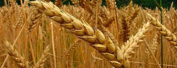 En diciembre se hará la primera venta de trigo a México