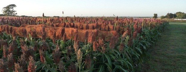 ¿Cuántos kilos se necesitan para cubrir los costos en sorgo?
