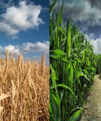 Nitrógeno: en trigo y maíz dividir la dosis da resultados