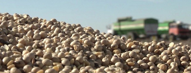 Soja: El productor necesita lograr 2.000 kg/ha 