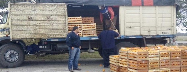 Decomiso de 3.000 kilos de cítricos en la provincia de Salta