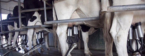 Impulsan proyectos productivos de agricultura familiar 
