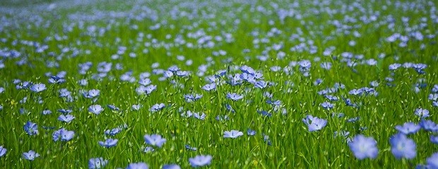 Lino: El rinde se posiciona desde 700 a 1000 kg/ha