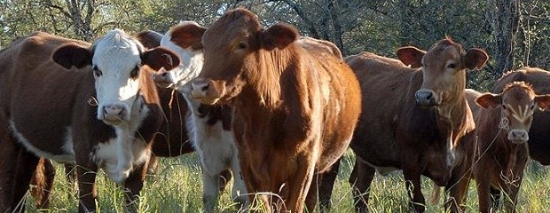 La faena de bovinos alcanzó el nivel más elevado del año 