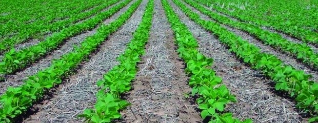 Avance del 90 % en la siembra de soja de primera