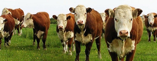 Prevén caída de la producción de carne argentina para 2018
