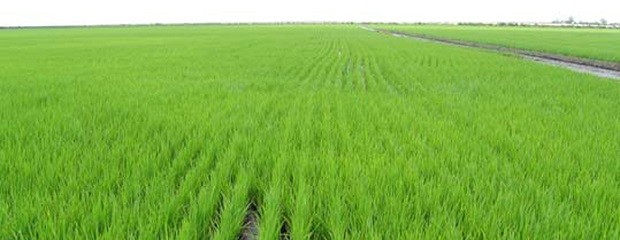Arroz: 59 % del área calificada como buena