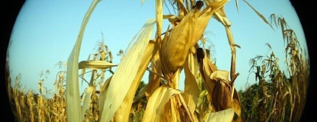 INTA patenta maíz de dos espigas y arroz resistente al frio