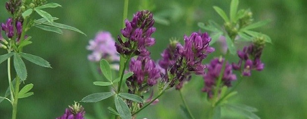 El heno de alfalfa logró posicionarse en el mercado mundial
